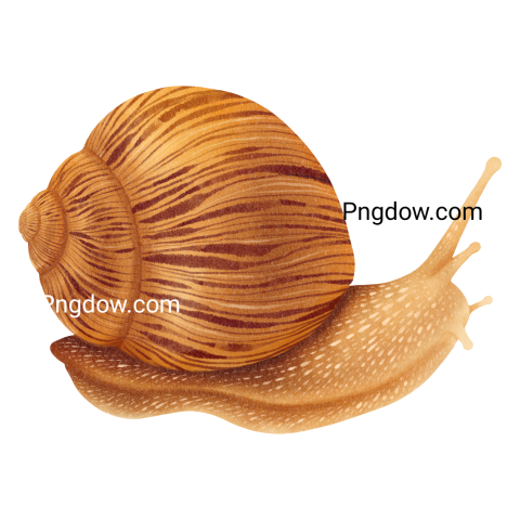 Snail Watercolor Illustration transparent background