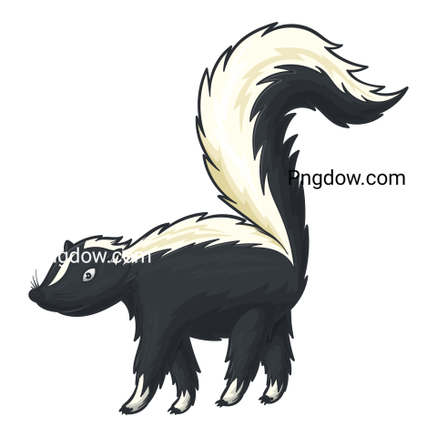 Striped skunk isolated wildlife animal with scent