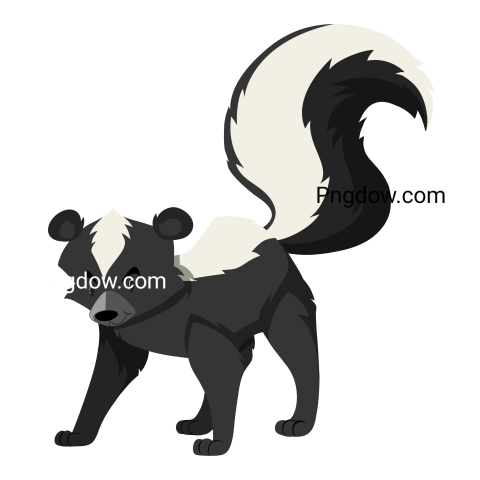 Cute skunk on white background