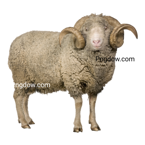 Arles Merino Sheep, Ram, 5 Years Old