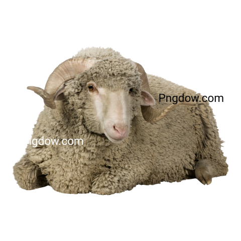 Arles Merino Sheep, Ram, 1 Year Old