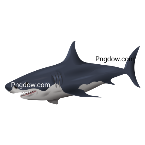 Shark transparent background free