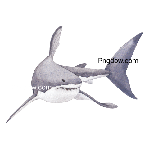 Shark Watercolor Illustration