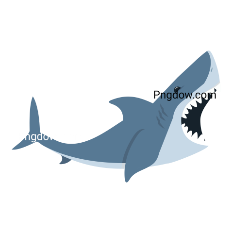 Shark transparent background images free