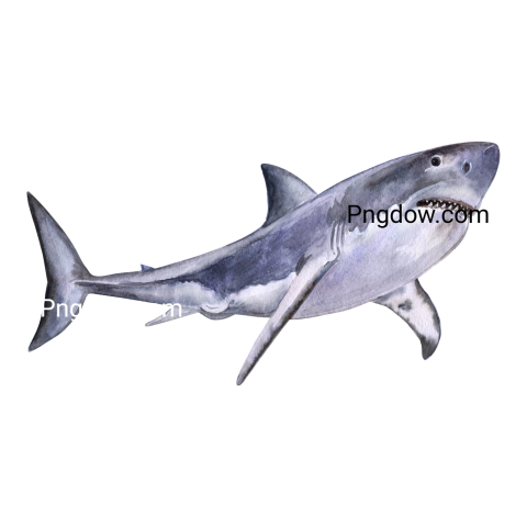 Watercolor White Shark transparent background
