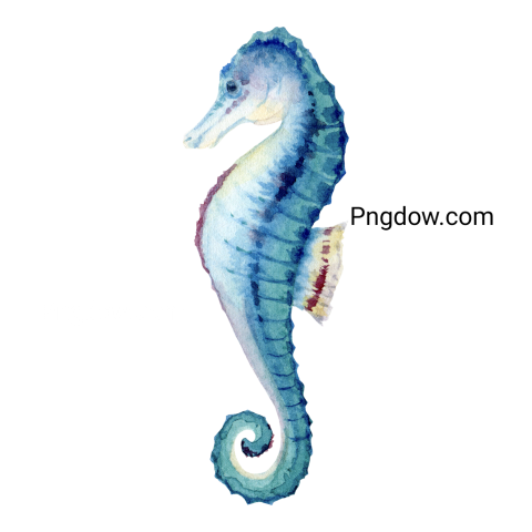 Turquoise Blue Seahorse Watercolor