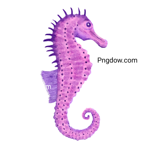 Pink purple seahorse