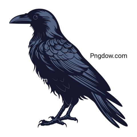 Illustration of wild raven transparent background