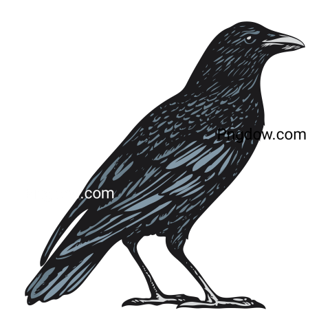 Crow transparent background image free
