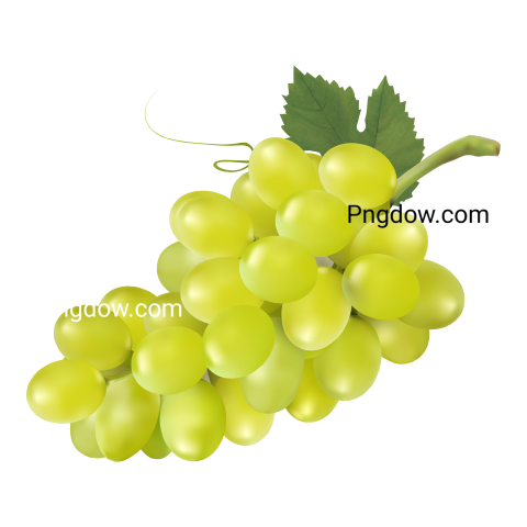 Green wine grapes isolated on transparent or white background, png