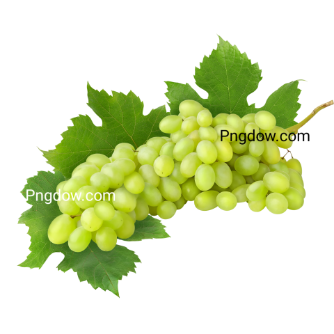 White Grape on transparent or white background, png