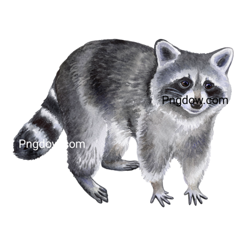 Raccoon Watercolor Illustration transparent background