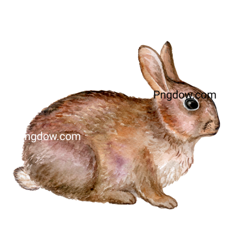 Brown Rabbit Animal free image