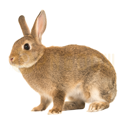Pretty Brown Rabbit transparent background free