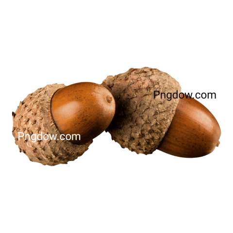 Brown Acorns Isolated on White Background
