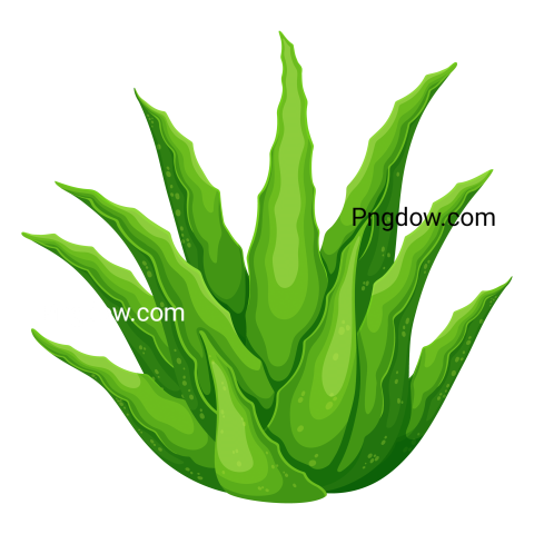 Aloe Vera Plant Png transparent background image