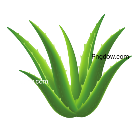 Aloe Vera Plant Icon, Realistic Style