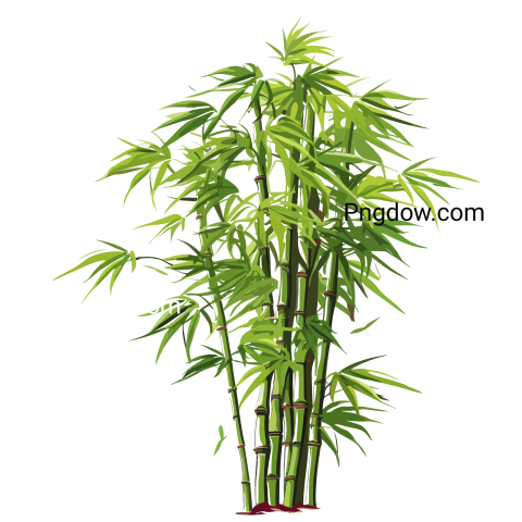 Bamboo plant illustration