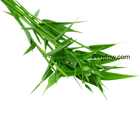 Bamboo Leaves PNG image