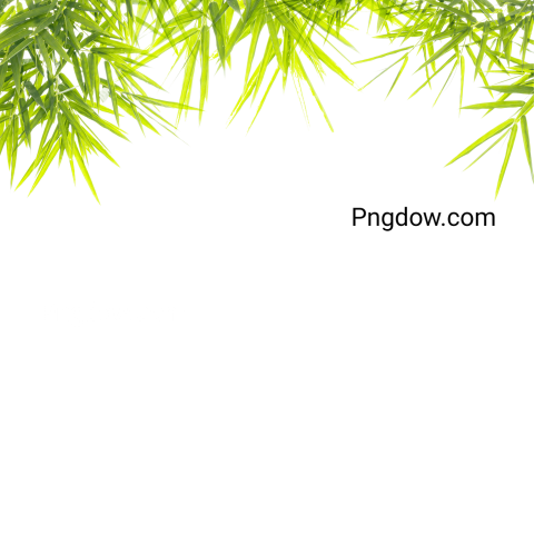 Bamboo leaves transparent background