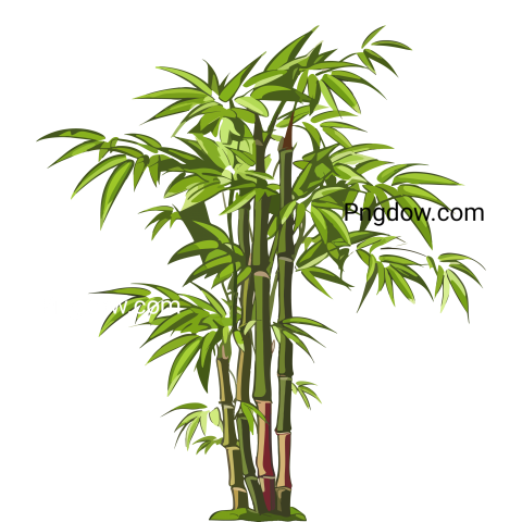 Bamboo transparent background image PNG free