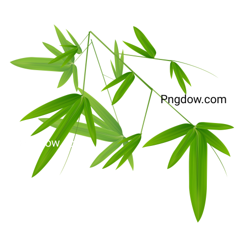 Bamboo Leaves PNG free