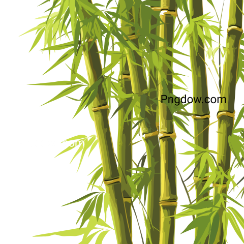 Bamboo transparent background image PNG