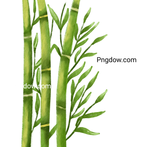 Bamboo Watercolor transparent background image PNG
