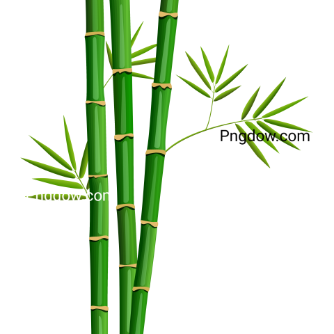 Fresh Bamboo Tree and Leaves