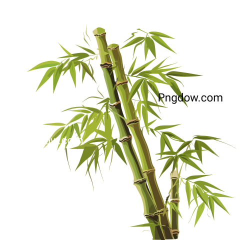 Bamboo transparent background image