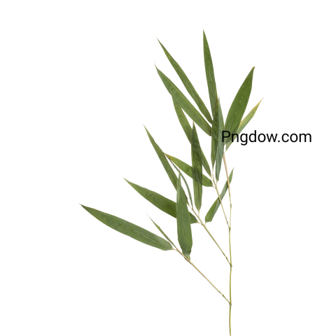 Pressed Bamboo Leaves