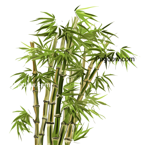 Bamboo Plant Illustration free