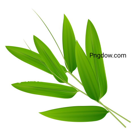 Bamboo Leaves transparent background free