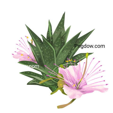 Detailed Illustrated Caper Bush Flowers for free