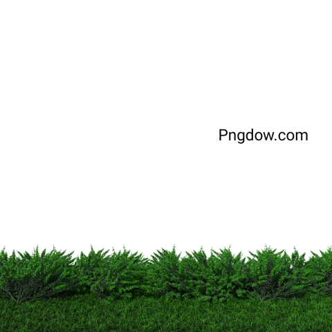 Isometric plant grass bush 3d rendering