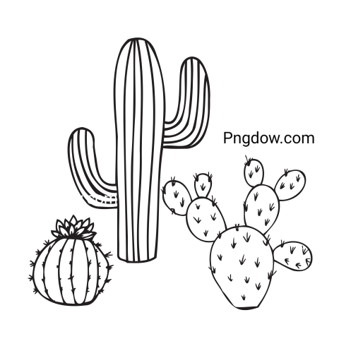 Three Different Cacti Illustration