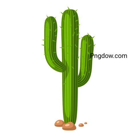 Cacti Cactus Green Exotic Plant