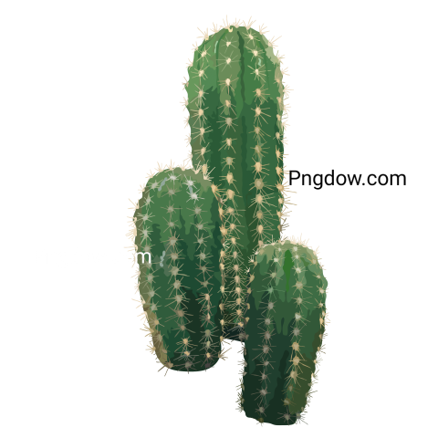 Cactus transparent background images