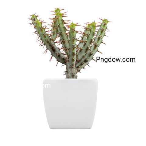 Cactus Plant in White Pot