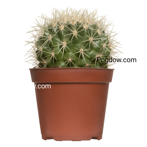 Cactus transparent background image