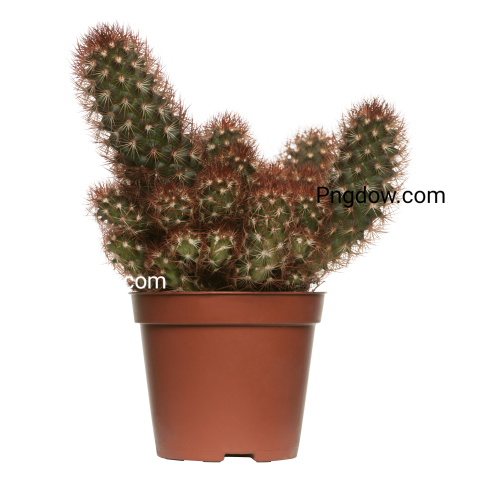 Cactus Png transparent background image