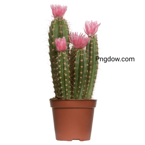 Cactus Png transparent background for free