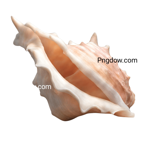 Download Stunning Conch PNG Images for Free   High Quality and Versatile Collection (20)