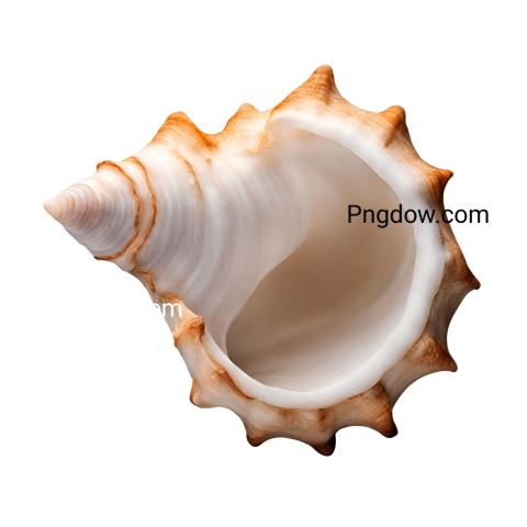 Download Stunning Conch PNG Images for Free   High Quality and Versatile Collection (14)