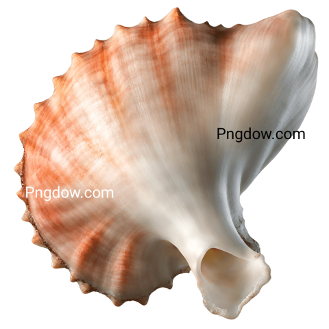 Download Stunning Conch PNG Images for Free   High Quality and Versatile Collection (10)