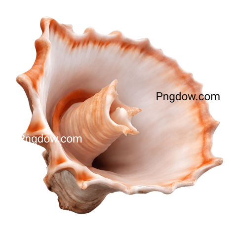 Download Stunning Conch PNG Images for Free   High Quality and Versatile Collection (6)