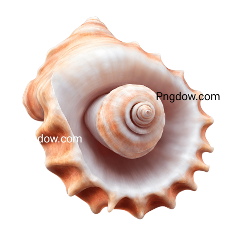 Download Stunning Conch PNG Images for Free   High Quality and Versatile Collection