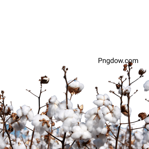 Free Download High Quality Cotton PNG Images for Your Projects
