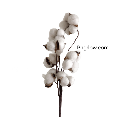Free Download High Quality Cotton PNG Images for Your Projects (2)