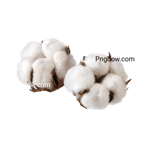 Free Download High Quality Cotton PNG Images for Your Projects (4)